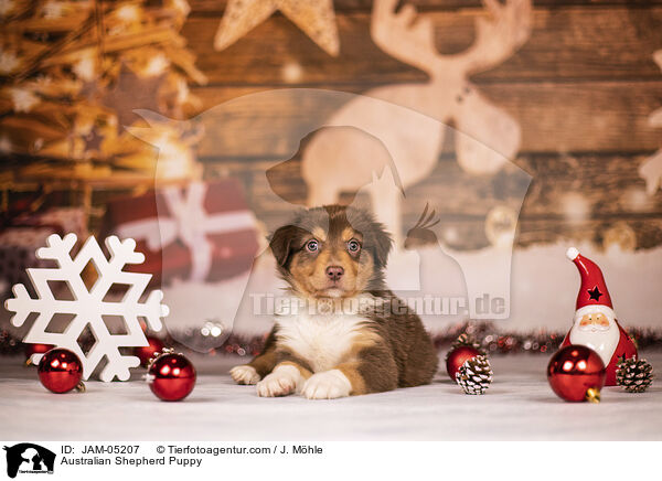 Australian Shepherd Welpe / Australian Shepherd Puppy / JAM-05207