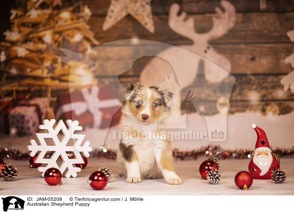 Australian Shepherd Welpe / Australian Shepherd Puppy / JAM-05208