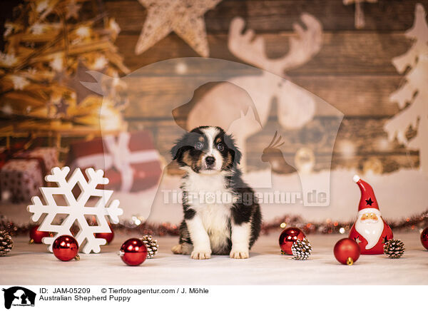 Australian Shepherd Welpe / Australian Shepherd Puppy / JAM-05209