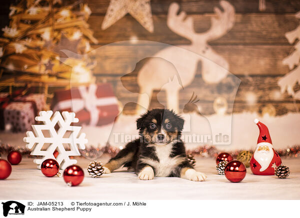 Australian Shepherd Puppy / JAM-05213
