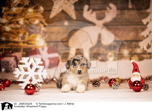 Australian Shepherd Puppy / JAM-05226