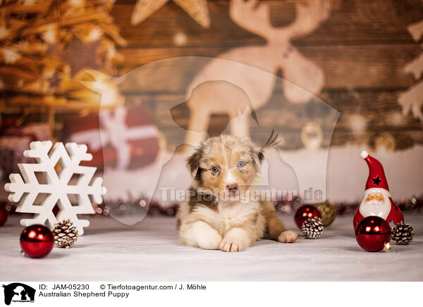 Australian Shepherd Welpe / Australian Shepherd Puppy / JAM-05230