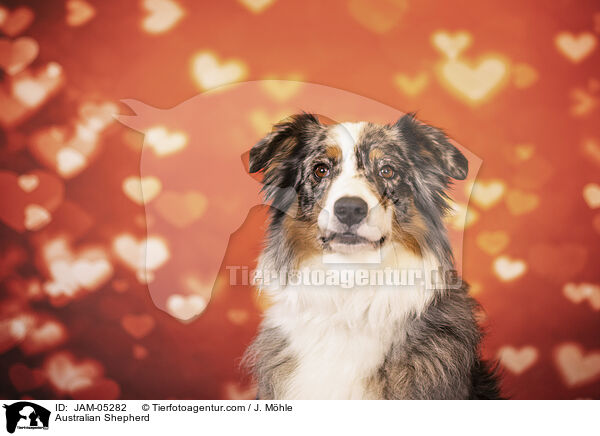 Australian Shepherd / Australian Shepherd / JAM-05282