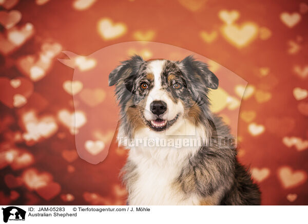 Australian Shepherd / Australian Shepherd / JAM-05283