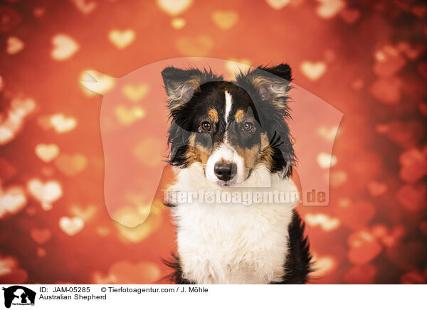 Australian Shepherd / Australian Shepherd / JAM-05285