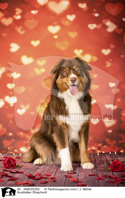 Australian Shepherd / Australian Shepherd / JAM-05292