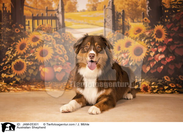 Australian Shepherd / Australian Shepherd / JAM-05301