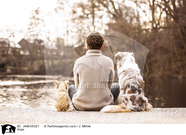 Hunde / dogs / JAM-05321