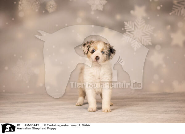 Australian Shepherd Welpe / Australian Shepherd Puppy / JAM-05442