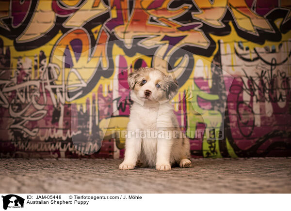 Australian Shepherd Welpe / Australian Shepherd Puppy / JAM-05448