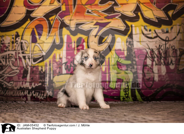Australian Shepherd Puppy / JAM-05452