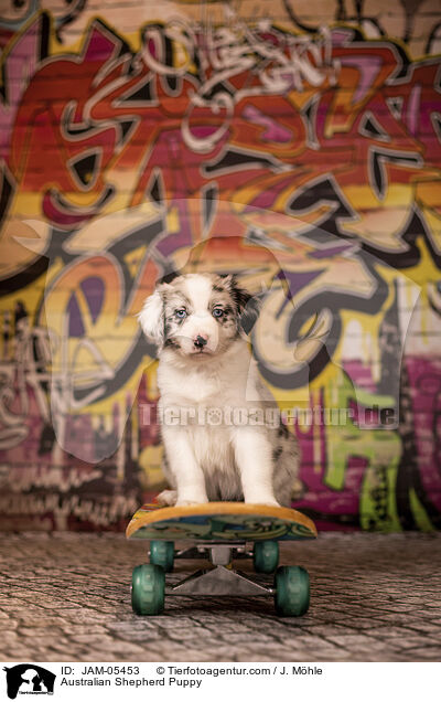 Australian Shepherd Welpe / Australian Shepherd Puppy / JAM-05453