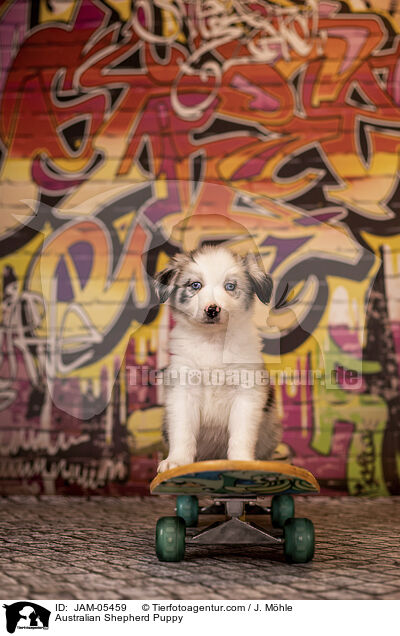 Australian Shepherd Welpe / Australian Shepherd Puppy / JAM-05459