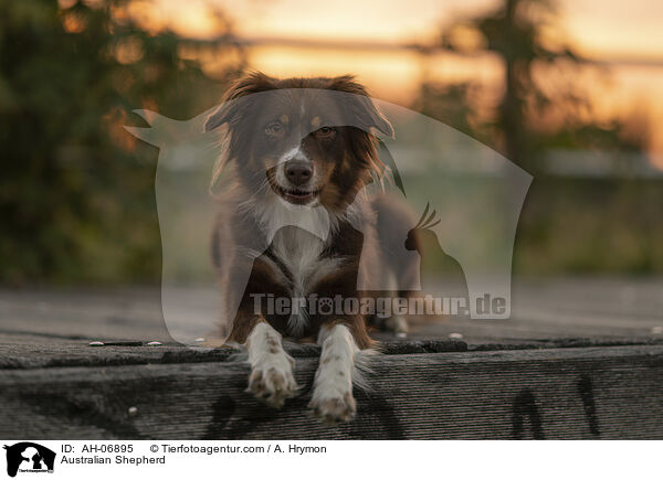 Australian Shepherd / Australian Shepherd / AH-06895