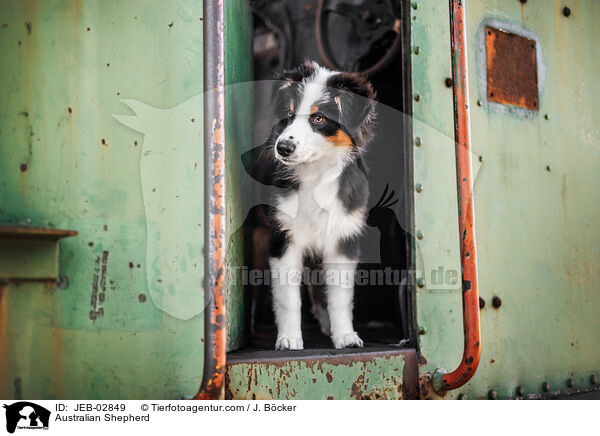 Australian Shepherd / Australian Shepherd / JEB-02849
