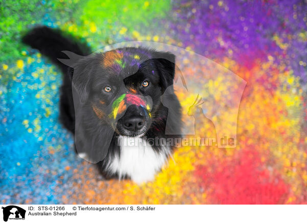Australian Shepherd / Australian Shepherd / STS-01266