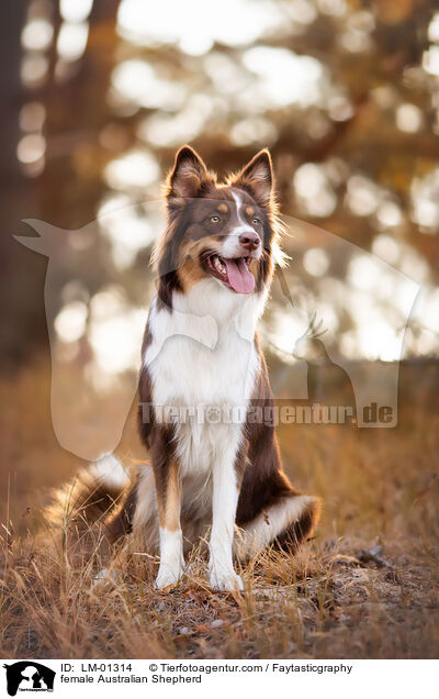 Australian Shepherd Hndin / female Australian Shepherd / LM-01314