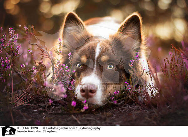 Australian Shepherd Hndin / female Australian Shepherd / LM-01328