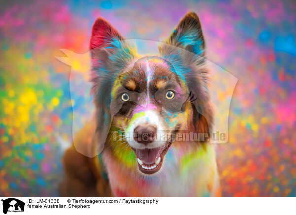 Australian Shepherd Hndin / female Australian Shepherd / LM-01338