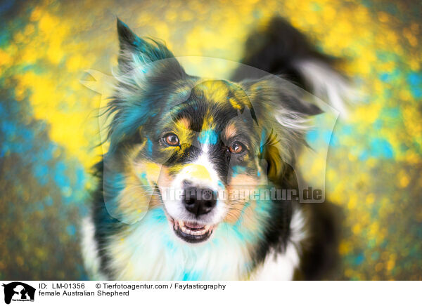 Australian Shepherd Hndin / female Australian Shepherd / LM-01356