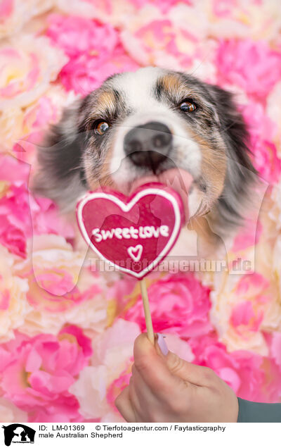 Australian Shepherd Rde / male Australian Shepherd / LM-01369