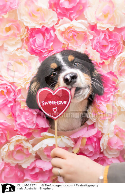 Australian Shepherd Rde / male Australian Shepherd / LM-01371
