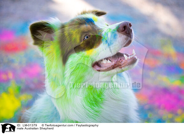 Australian Shepherd Rde / male Australian Shepherd / LM-01379