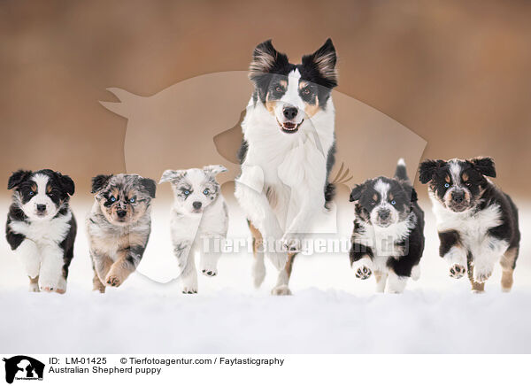 Australian Shepherd Welpe / Australian Shepherd puppy / LM-01425