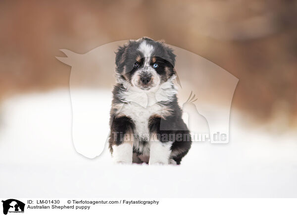 Australian Shepherd Welpe / Australian Shepherd puppy / LM-01430
