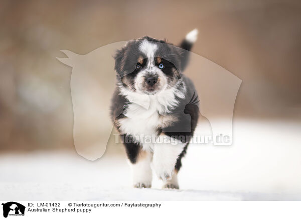 Australian Shepherd Welpe / Australian Shepherd puppy / LM-01432