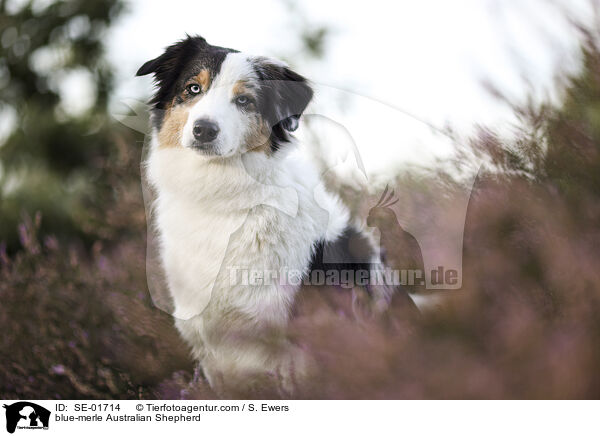 blue-merle Australian Shepherd / blue-merle Australian Shepherd / SE-01714