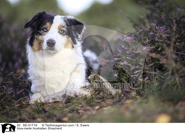blue-merle Australian Shepherd / blue-merle Australian Shepherd / SE-01716