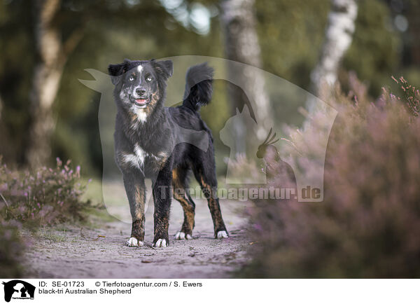 black-tri Australian Shepherd / black-tri Australian Shepherd / SE-01723