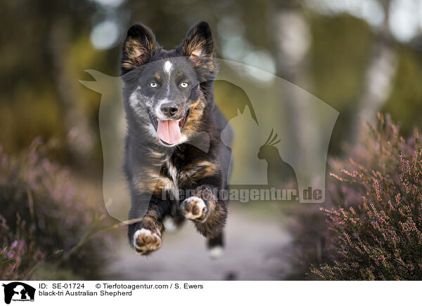 black-tri Australian Shepherd / black-tri Australian Shepherd / SE-01724