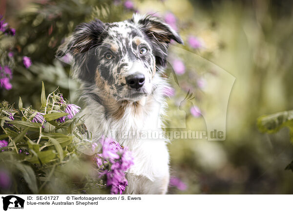 blue-merle Australian Shepherd / blue-merle Australian Shepherd / SE-01727