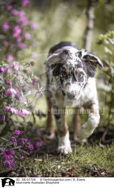 blue-merle Australian Shepherd / blue-merle Australian Shepherd / SE-01728
