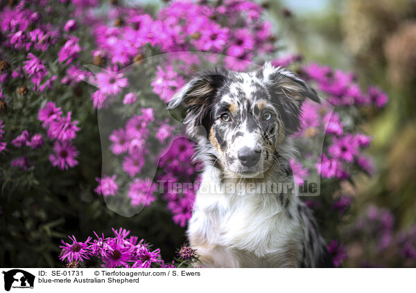 blue-merle Australian Shepherd / blue-merle Australian Shepherd / SE-01731