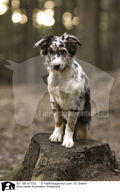 blue-merle Australian Shepherd / blue-merle Australian Shepherd / SE-01732