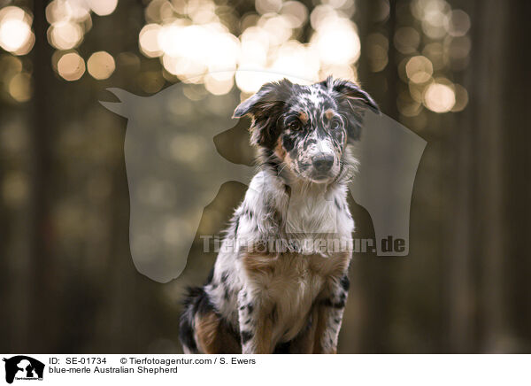 blue-merle Australian Shepherd / blue-merle Australian Shepherd / SE-01734