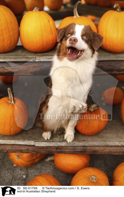 red-tri Australian Shepherd / red-tri Australian Shepherd / SE-01766