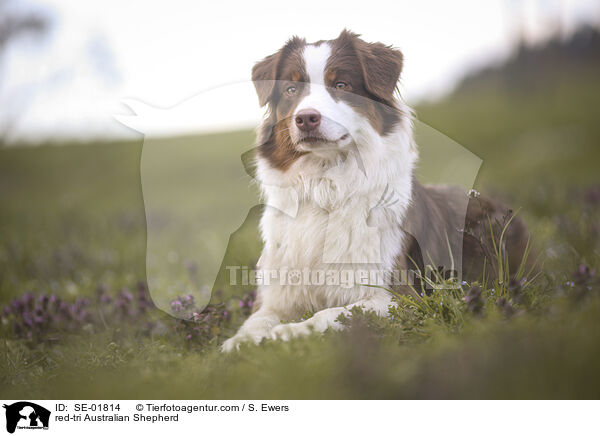 red-tri Australian Shepherd / red-tri Australian Shepherd / SE-01814