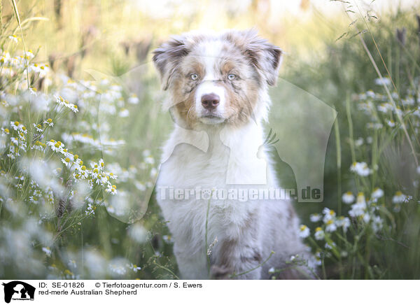 red-merle Australian Shepherd / red-merle Australian Shepherd / SE-01826
