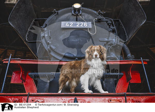Australian Shepherd / Australian Shepherd / BE-01294