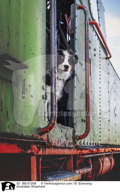 Australian Shepherd / Australian Shepherd / BE-01298