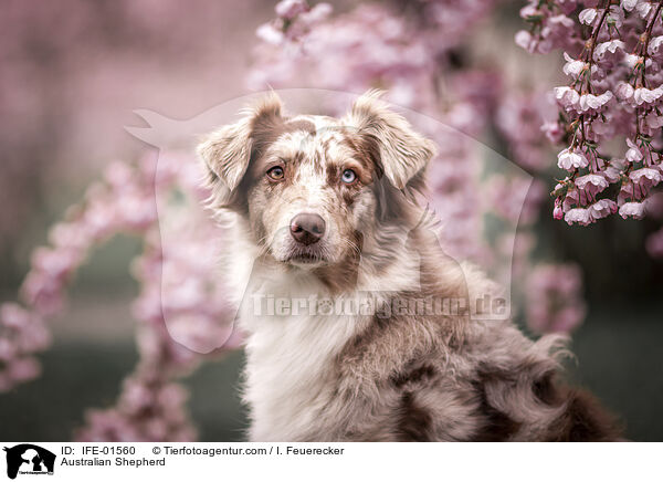 Australian Shepherd / Australian Shepherd / IFE-01560
