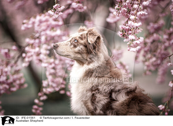 Australian Shepherd / Australian Shepherd / IFE-01561