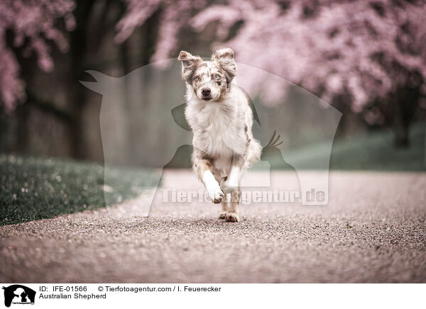 Australian Shepherd / Australian Shepherd / IFE-01566