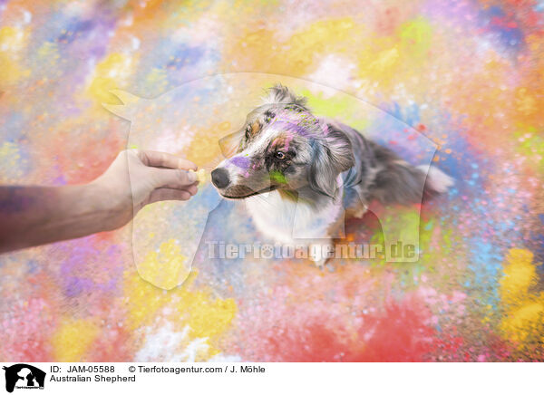 Australian Shepherd / Australian Shepherd / JAM-05588