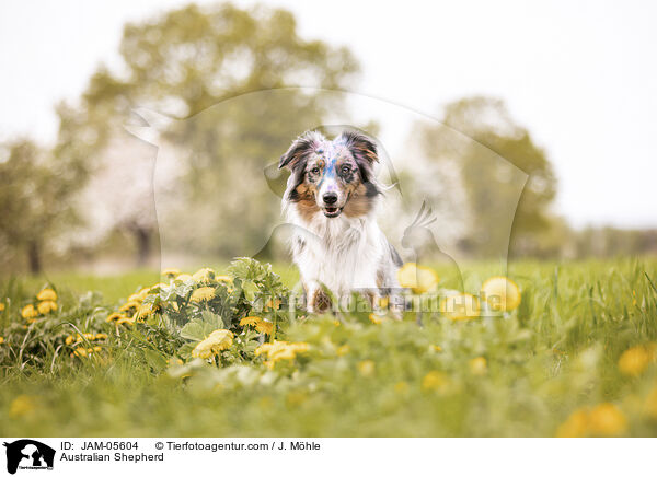 Australian Shepherd / Australian Shepherd / JAM-05604