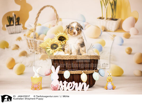 Australian Shepherd Welpe / Australian Shepherd Puppy / JAM-05637